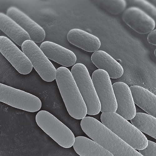 Klebsiella pneumoniae