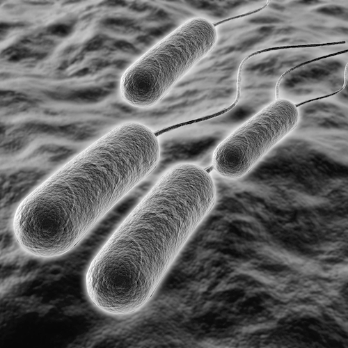 Pseudomonas aeruginosa