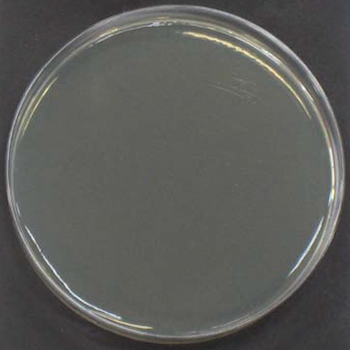 STAPHYLOCOCCUS AUREUS (After)