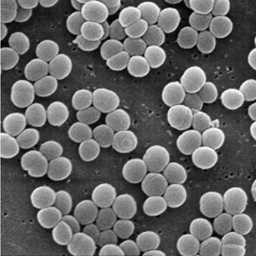 Staphylococcus aureus 