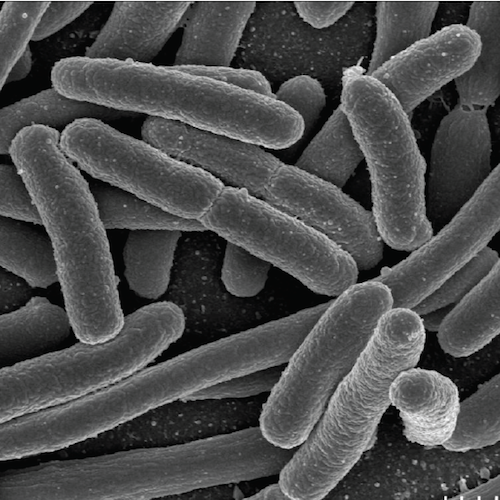 Escherichia coli (E. coli) 