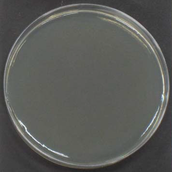 E. COLI (After)